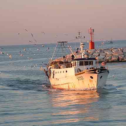 Strada Dei Vini E Dei Sapori Dei Colli Di Rimini Il Pesce Azzurro